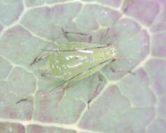 Image of Aphid