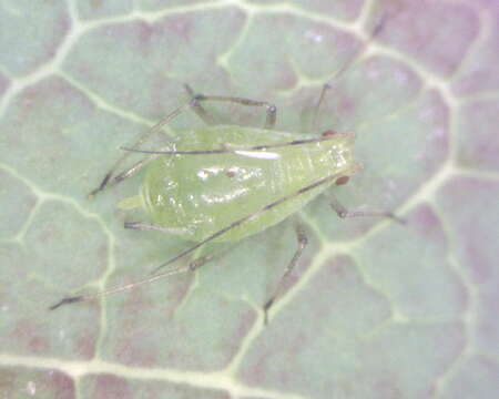 Image of Aphid