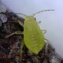 Image of Calaphis flava
