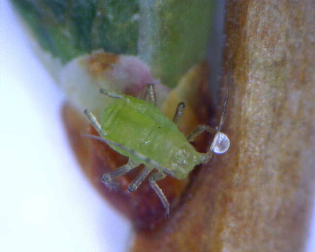 Image of Aphid