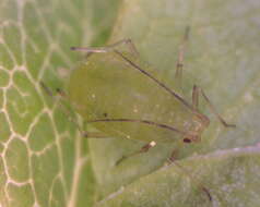 Image of Aphid