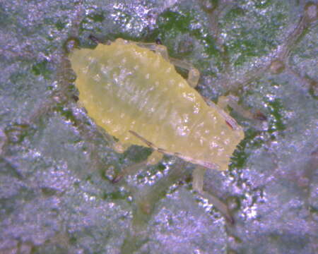 Image de Calaphis flava