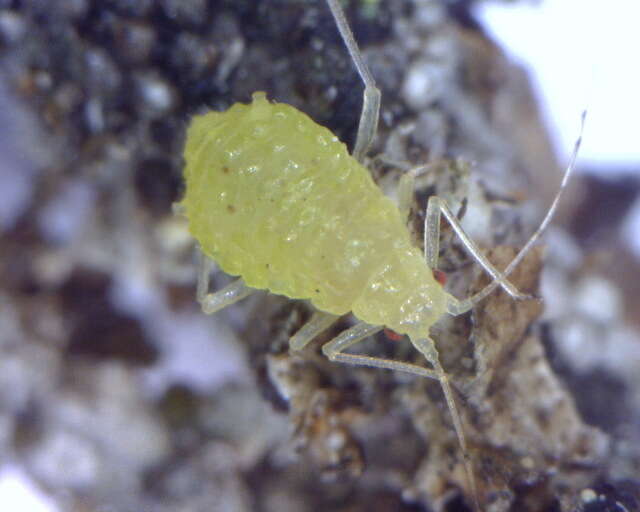 Image of Calaphis flava