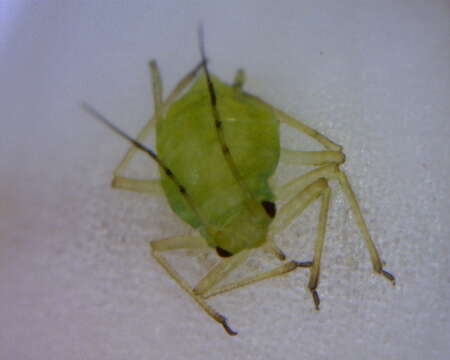 Image of Aphid