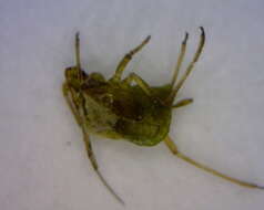 Image of Aphid