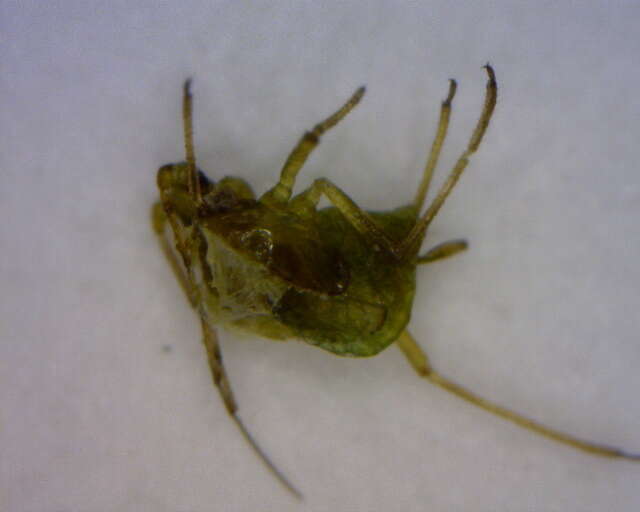 Image of Aphid