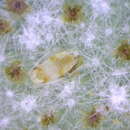 Image of Capitophorus hudsonicus Robinson 1979