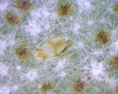 Image of Capitophorus hudsonicus Robinson 1979