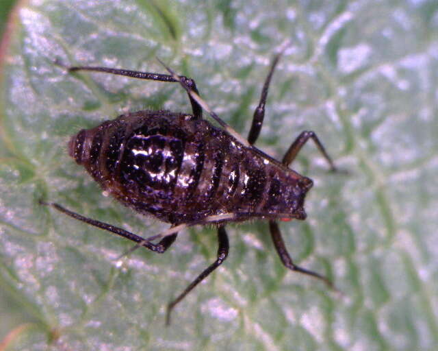 Image of Symydobius (Symydobius) americanus Baker & A. C. 1918