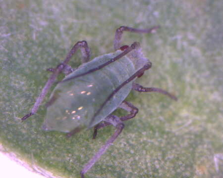Image of Acyrthosiphon