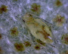 Image of Capitophorus hudsonicus Robinson 1979