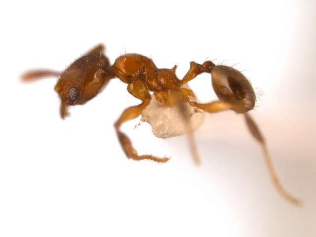 Image of <i>Pheidole browni</i>