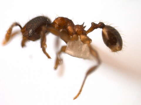 Image of <i>Pheidole browni</i>