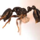 Image of Solenopsis