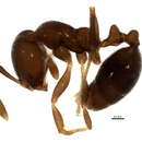 Image of Solenopsis