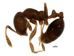 Image of Solenopsis