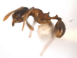 Image of <i>Pheidole browni</i>