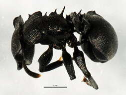 Cephalotes basalis (Smith 1876) resmi