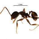 Sivun <i>Pheidole boruca</i> kuva