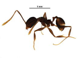 Imagem de <i>Pheidole boruca</i>