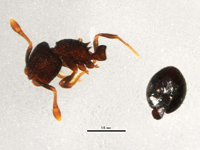 Image de Adelomyrmex silvestrii (Menozzi 1931)