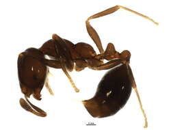 Image of Solenopsis