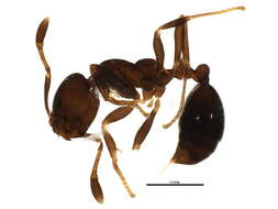 Image of Solenopsis