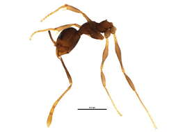 Imagem de <i>Pheidole boruca</i>