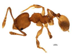 Image of <i>Pheidole browni</i>