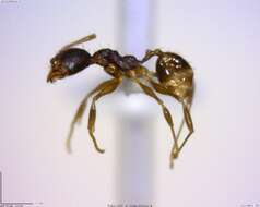 Imagem de <i>Pheidole rugiceps</i>