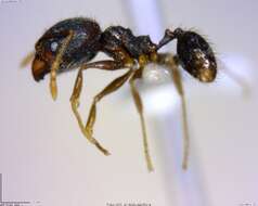 Imagem de <i>Pheidole rugiceps</i>