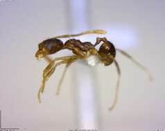 Image of <i>Pheidole rugiceps</i>