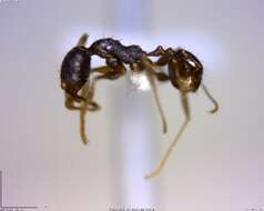 Image of <i>Pheidole rugiceps</i>