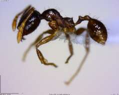 Image of <i>Pheidole rhinomontana</i>