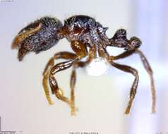 Image de Adelomyrmex laevigatus