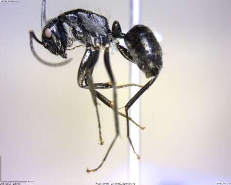 Plancia ëd Camponotus