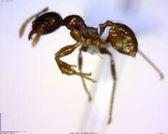 Image of <i>Pheidole rhinomontana</i>