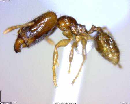 Image of <i>Pheidole sagittaria</i>