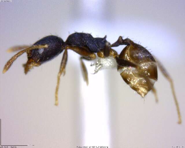 Pheidole punctatissima Mayr 1870的圖片