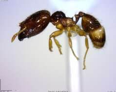 Image of <i>Pheidole synarmata</i>