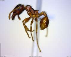 Image of Pheidole fimbriata Roger 1863