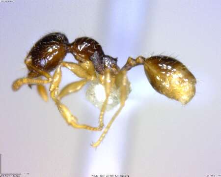 Image of <i>Pheidole synarmata</i>