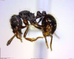 Image de Adelomyrmex