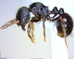 Image de Adelomyrmex