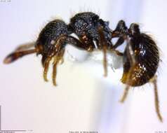 Image de Adelomyrmex