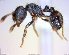 Image de Adelomyrmex