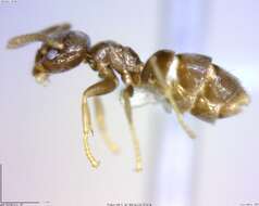 Image de Bothriomyrmex