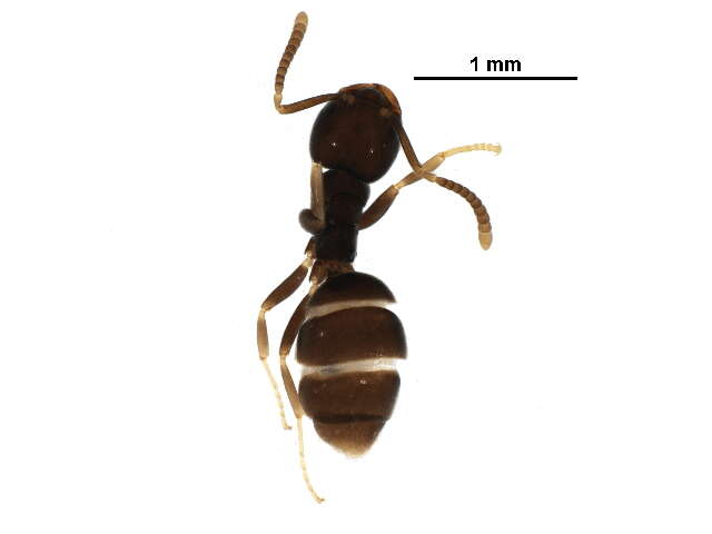 Image de Bothriomyrmex