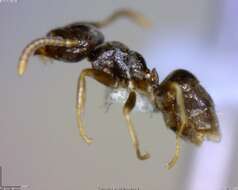 Image of Bothriomyrmex