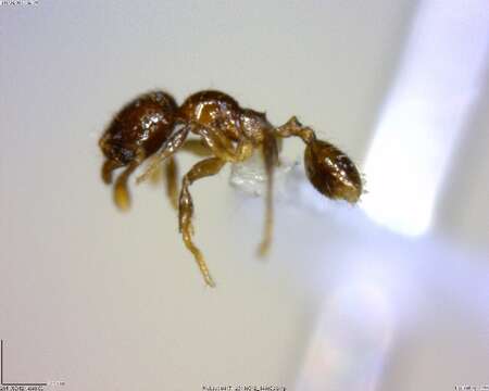 Image of <i>Pheidole sagittaria</i>